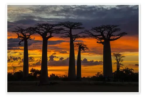Avenue of Baobabs at sunset, Madagascar de Todd Gustafson Panoramic Images