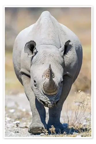 Black rhinoceros, Etosha National Park, Namibia de Todd Gustafson Panoramic Images
