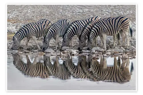 Burchell‘s Zebras drinking water, Namibia de Todd Gustafson Panoramic Images