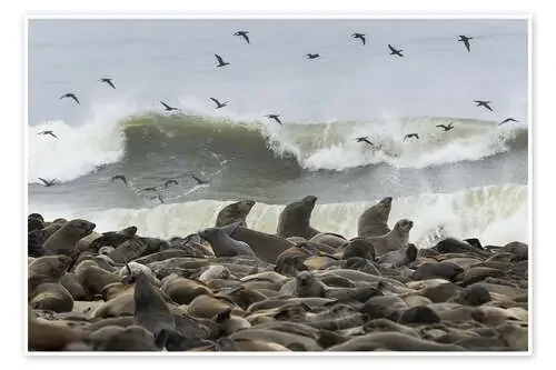 Cape Fur Seals colony with flock of birds, Cape Cross, Namibia de Todd Gustafson Panoramic Images