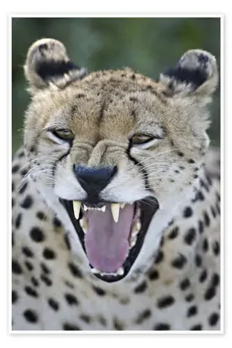 Close-up of a cheetah growling de Todd Gustafson Panoramic Images