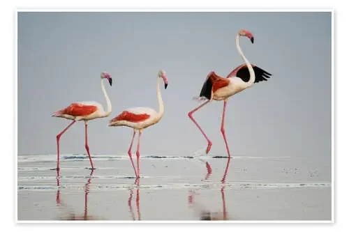Greater flamingos, Ngorongoro, Tanzania de Todd Gustafson Panoramic Images