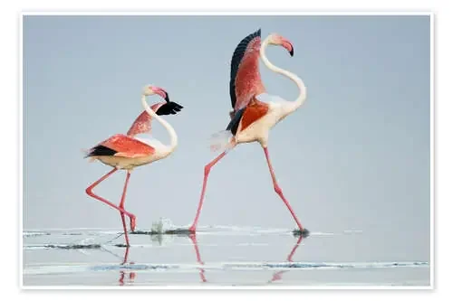 Greater flamingos, Tanzania de Todd Gustafson Panoramic Images