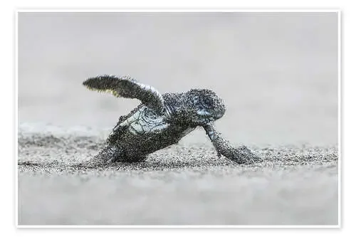 Green sea turtle hatching, Costa Rica de Todd Gustafson Panoramic Images