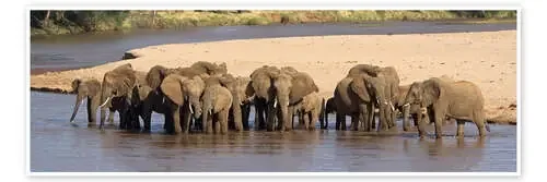 Herd of African elephants at a river de Todd Gustafson Panoramic Images