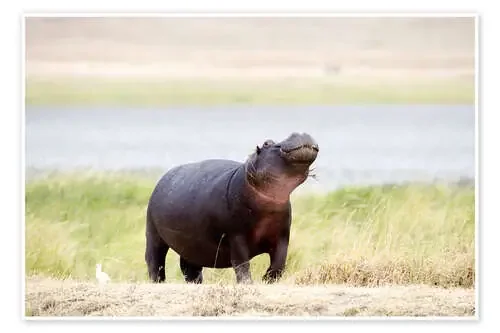 Hippopotamus, Ngorongoro Crater, Tanzania de Todd Gustafson Panoramic Images