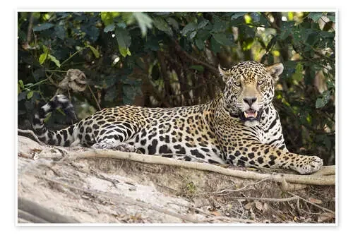 Jaguar resting on a rock, Pantanal Wetlands, Brazil de Todd Gustafson Panoramic Images